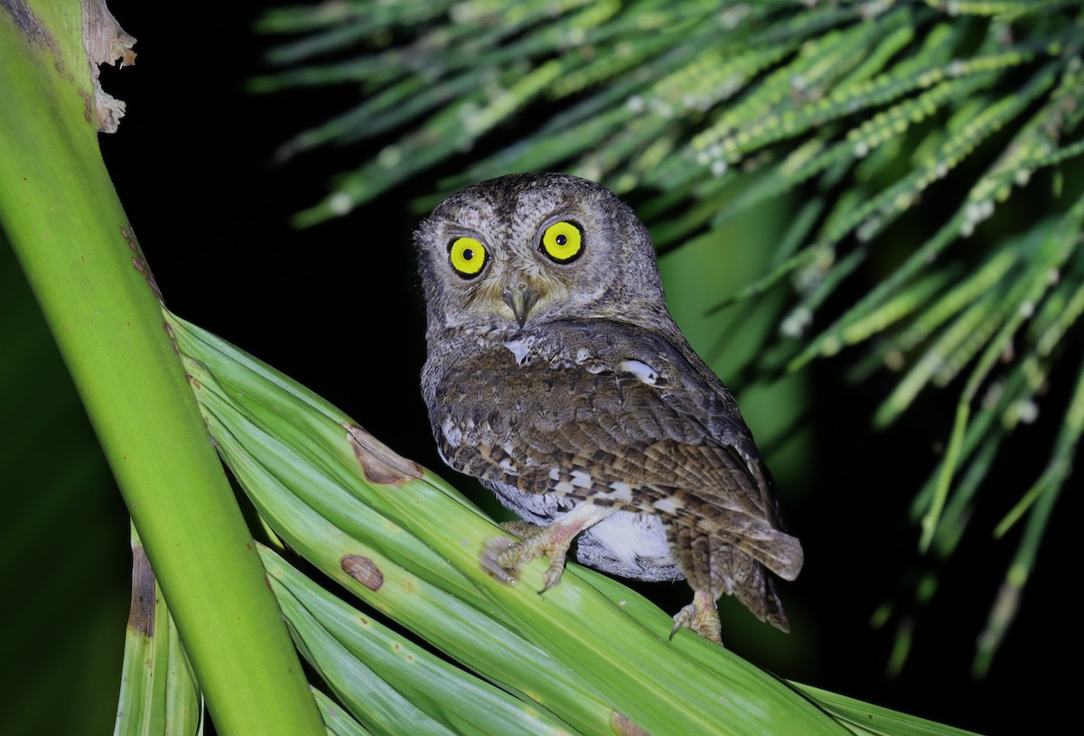 Oriental Scops-Owl - ML618916103