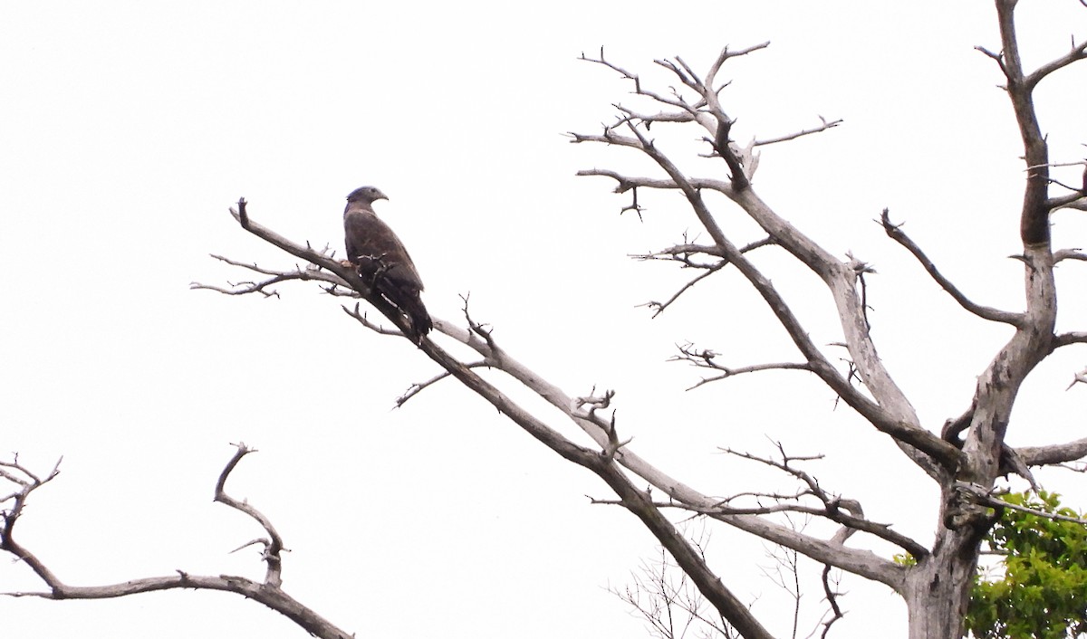 Oriental Honey-buzzard - ML618916111