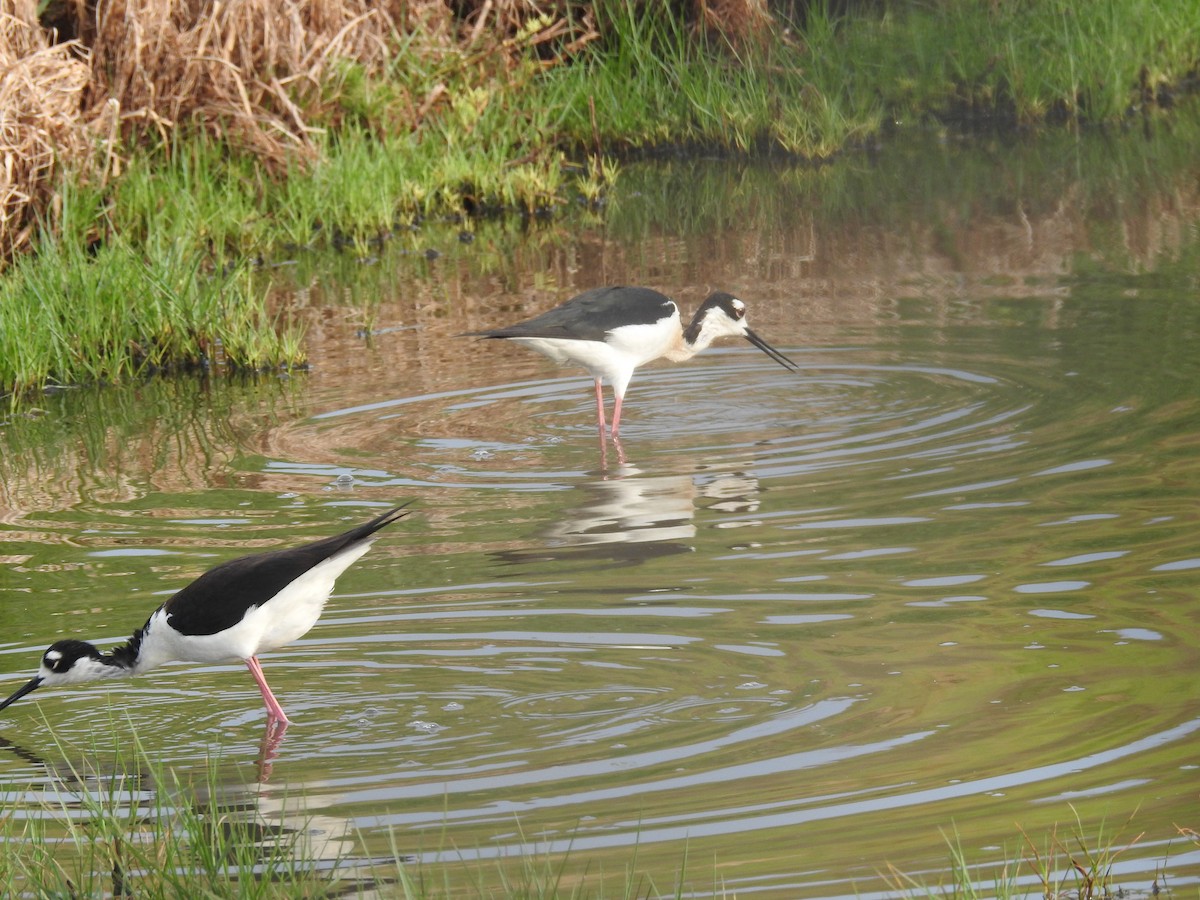 Black-necked Stilt - ML618916115