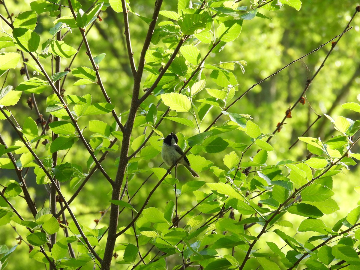 Carolina Chickadee - Cynthia Nickerson