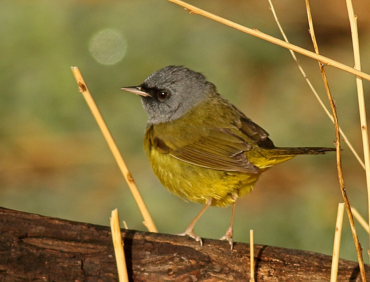 Mourning Warbler - Robb Hinds