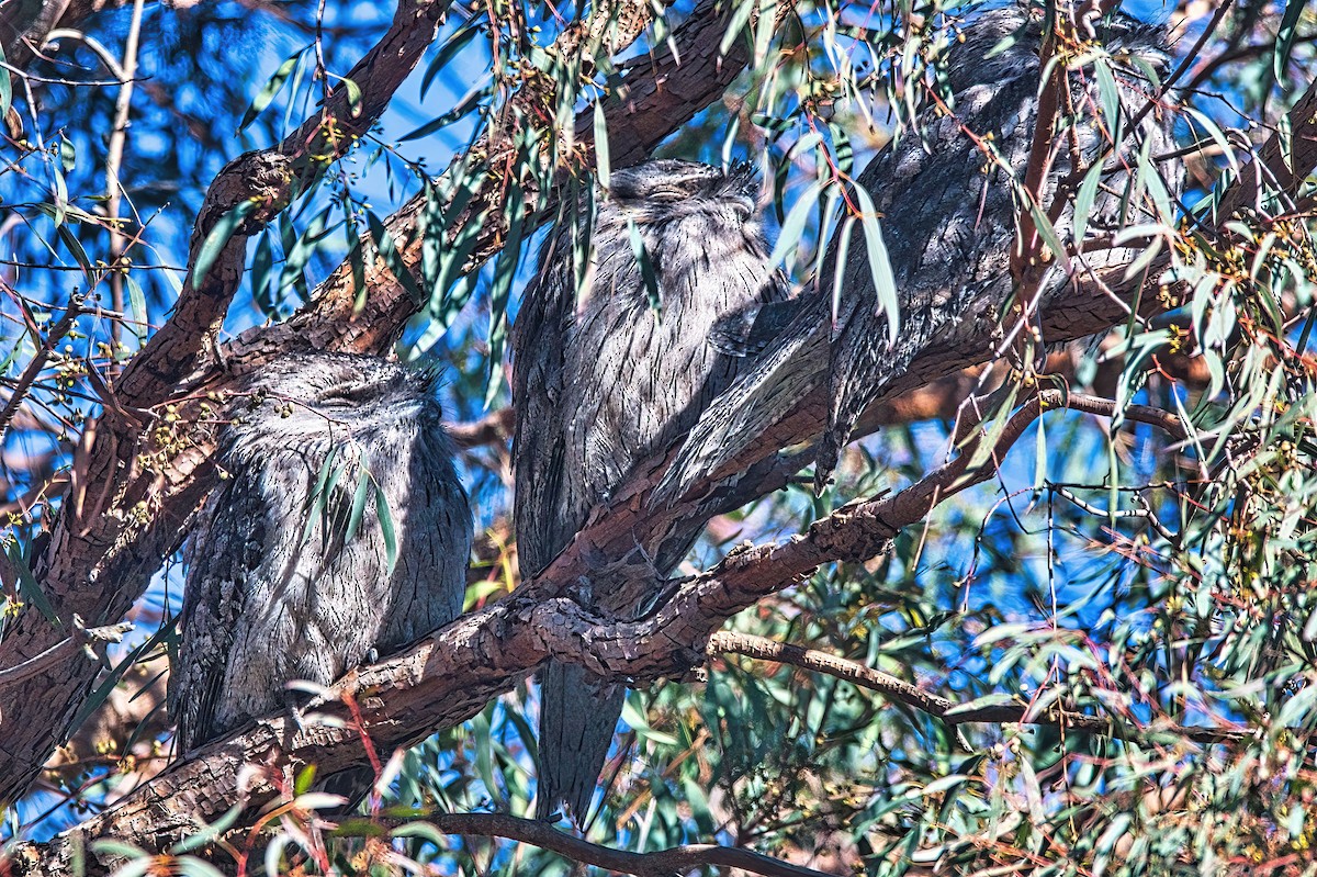 Tawny Frogmouth - Alfons  Lawen
