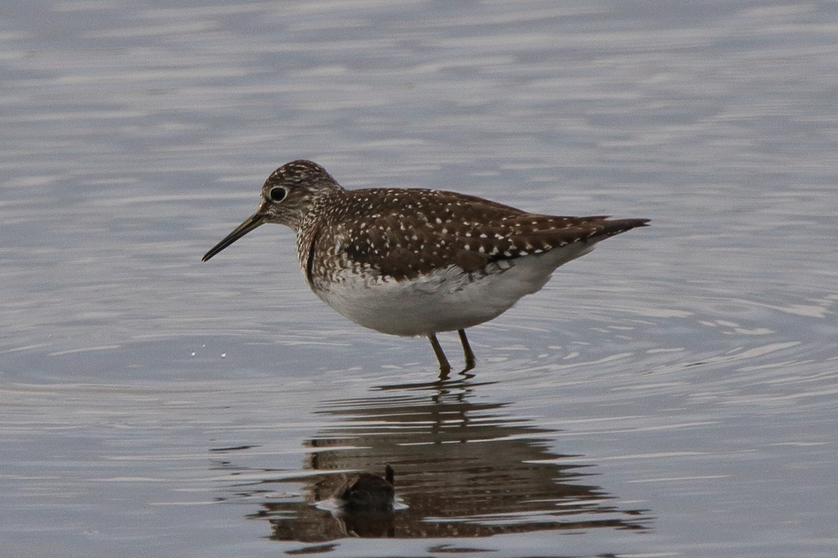 Solitary Sandpiper (solitaria) - ML618916133