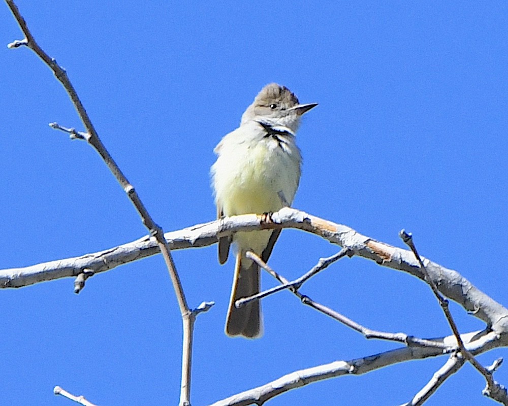 Brown-crested Flycatcher - Ted Wolff