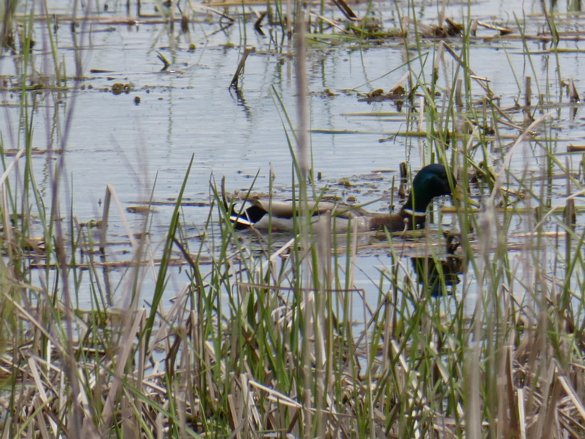 Mallard - Jennifer Grande