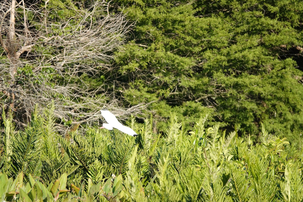 ibis bílý - ML618916158