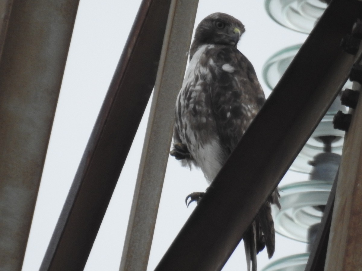 Red-tailed Hawk - ML618916160