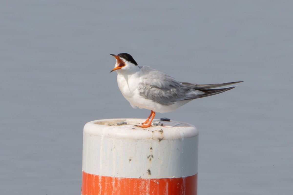 Forster's Tern - ML618916163