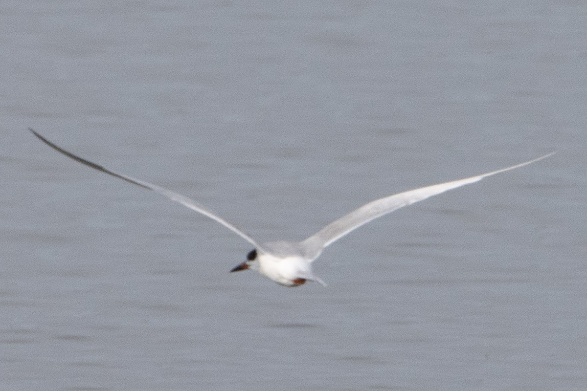 Forster's Tern - ML618916168