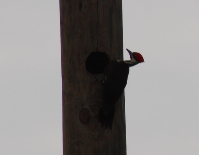 Pileated Woodpecker - Adele Berthelot