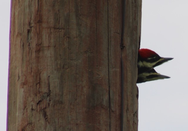 Pileated Woodpecker - Adele Berthelot