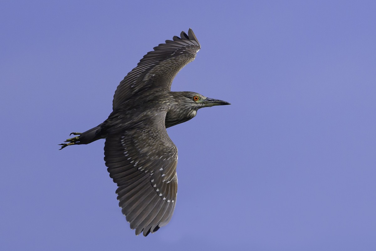 Black-crowned Night Heron - Amy Hudechek
