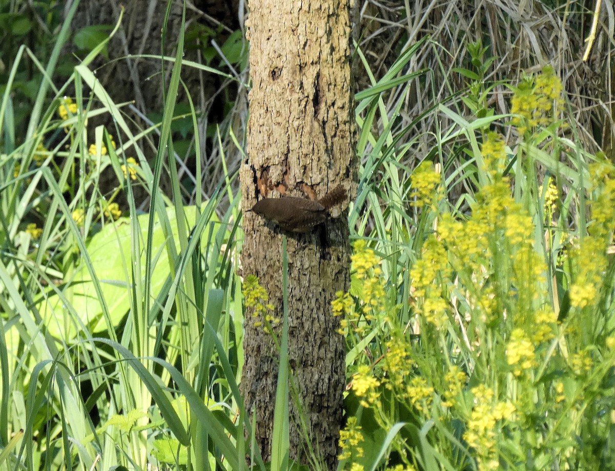 House Wren - Patrick Polchinski