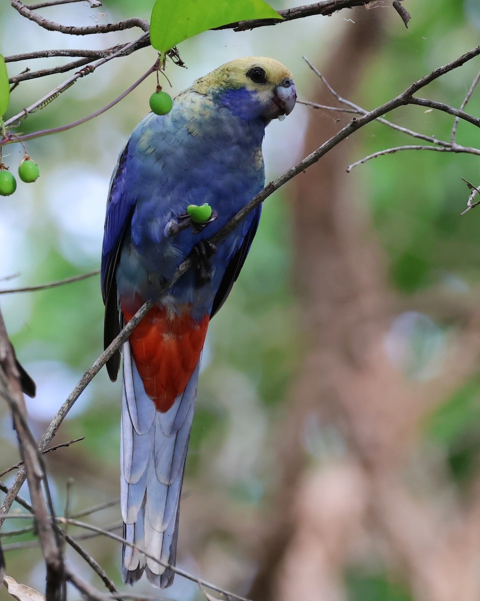 Pale-headed Rosella - Mark and Angela McCaffrey