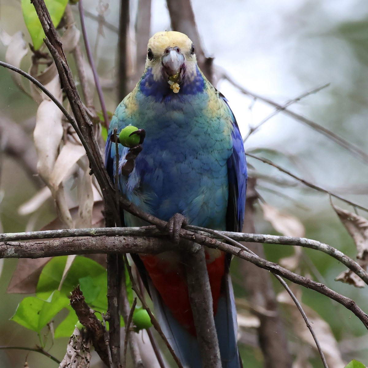 Pale-headed Rosella - Mark and Angela McCaffrey