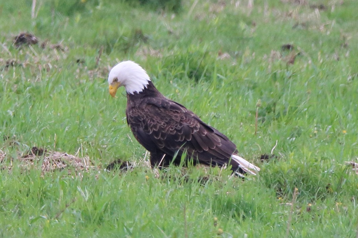 Bald Eagle - Dave Brown