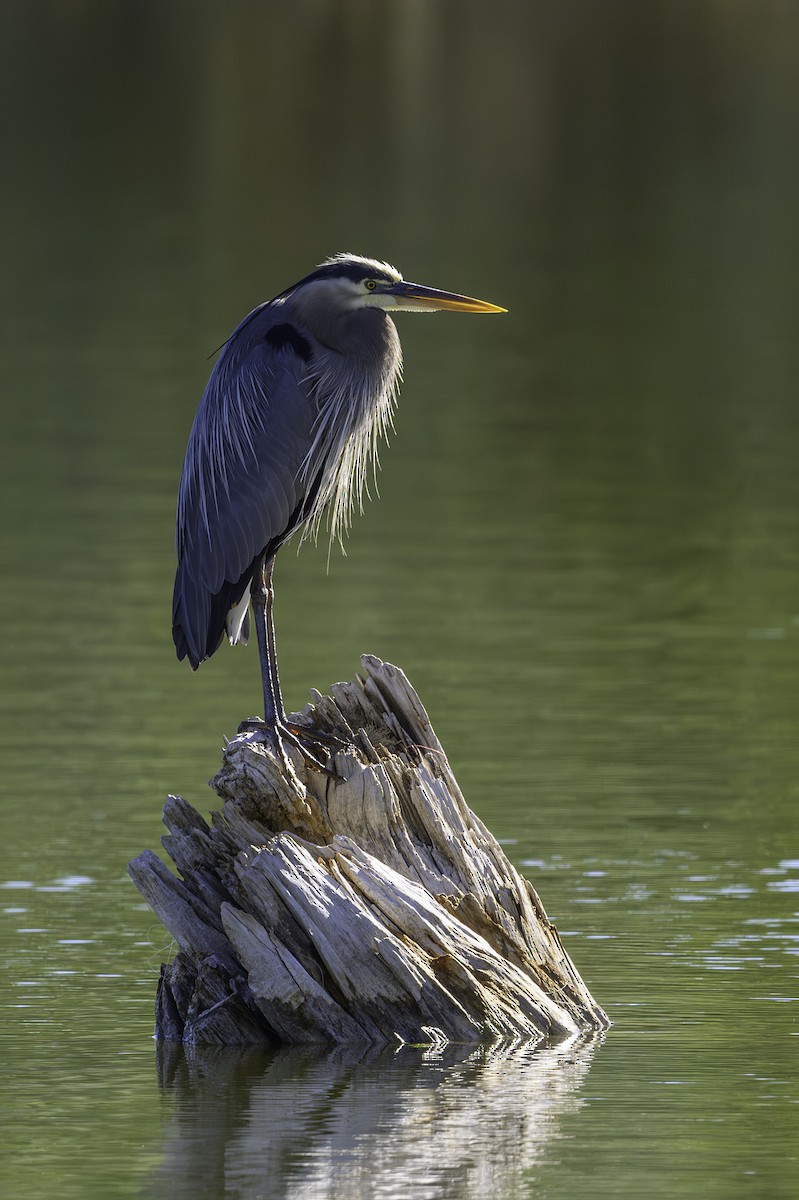 Great Blue Heron - Amy Hudechek