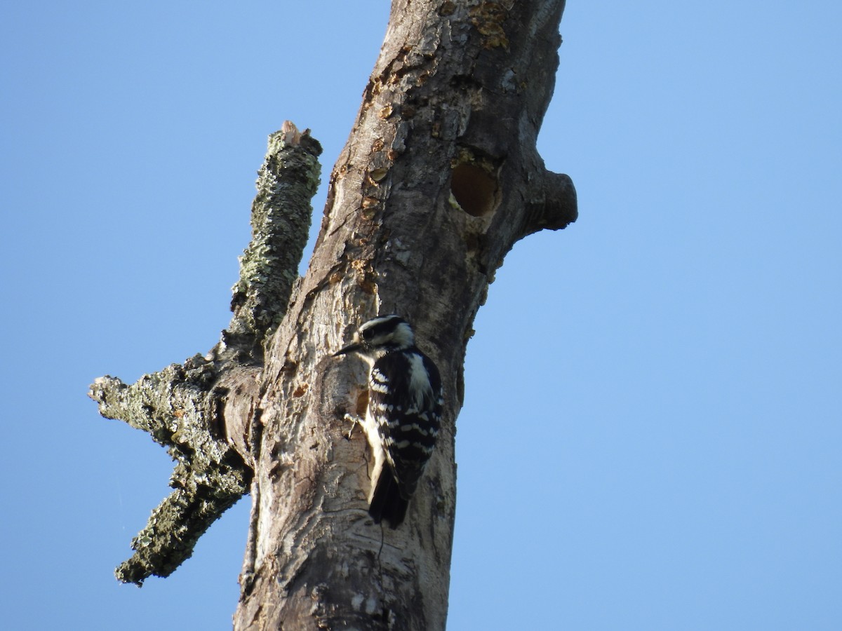 Downy Woodpecker - Cynthia Nickerson