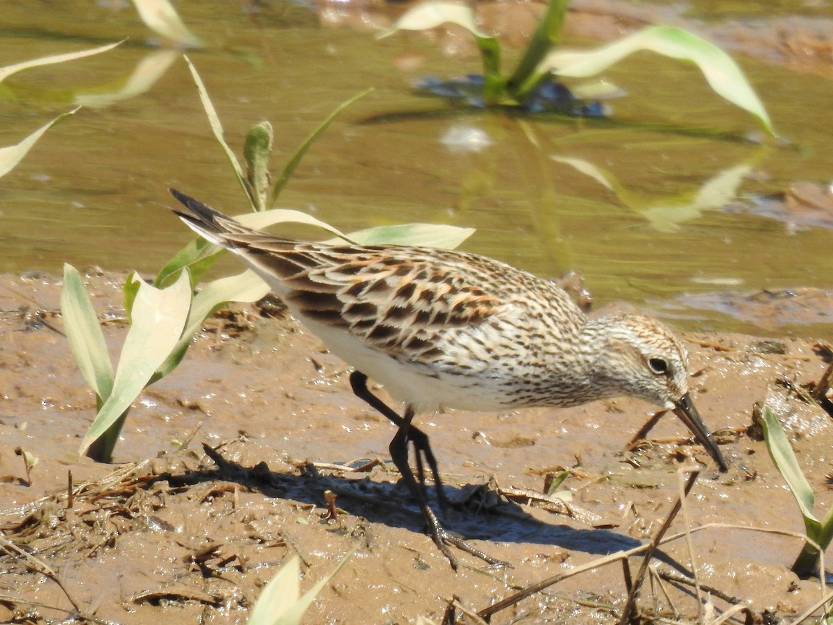 White-rumped Sandpiper - James Bolte