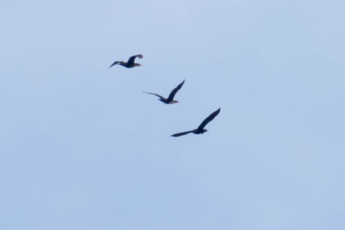 Double-crested Cormorant - James Davis