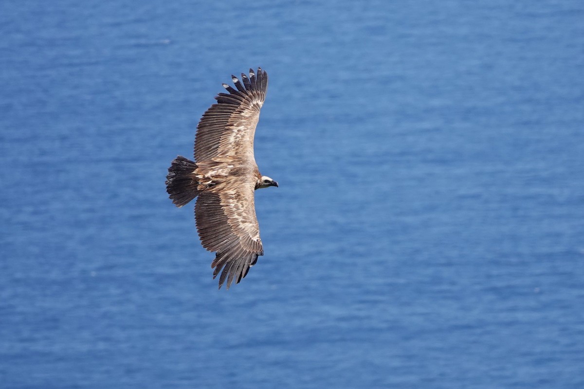 Eurasian Griffon - Laura Rollán