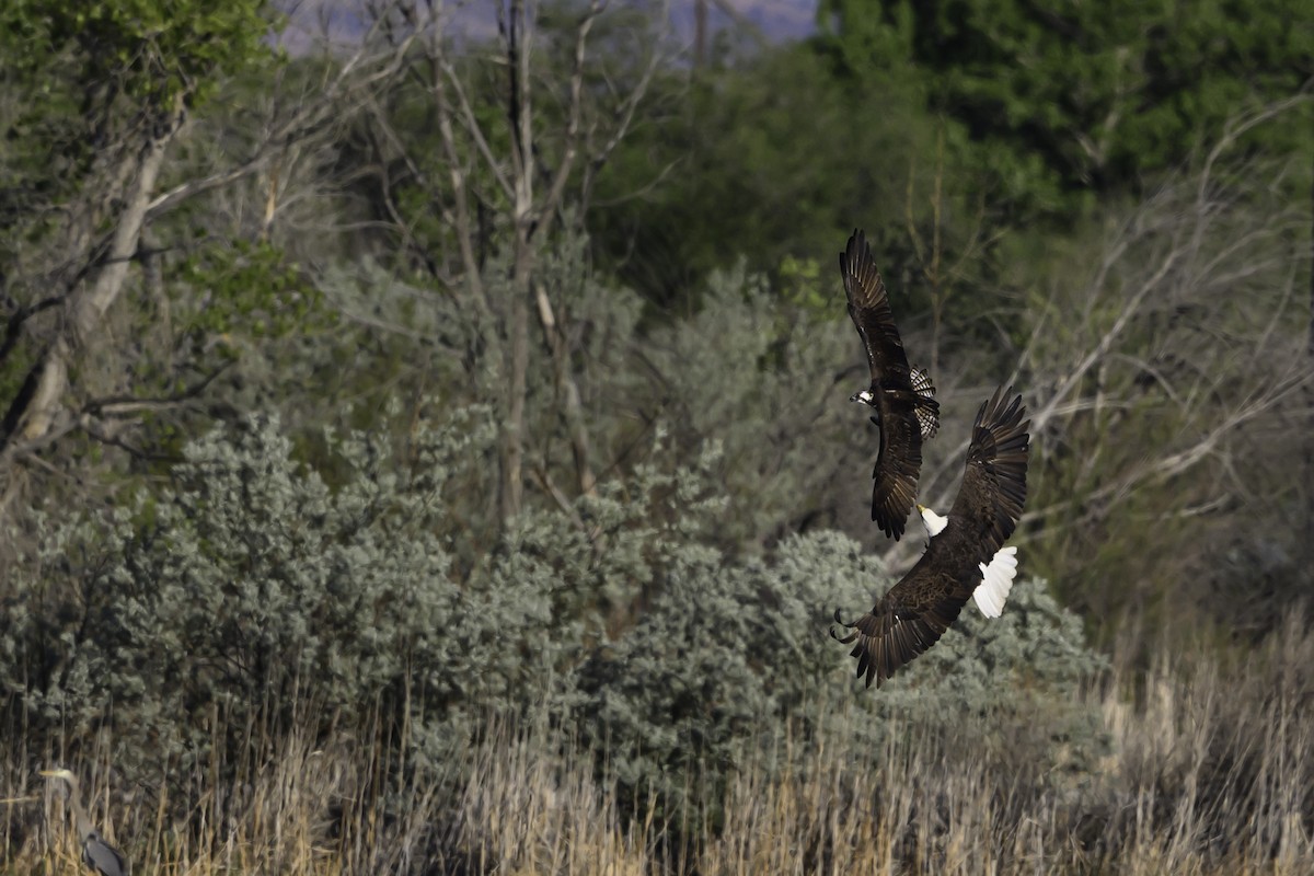 Bald Eagle - Amy Hudechek