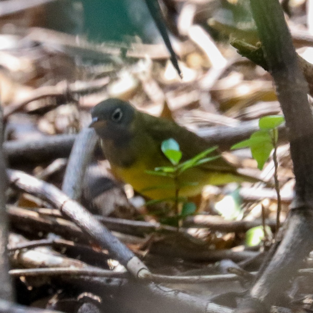 Connecticut Warbler - Katie Sheppard