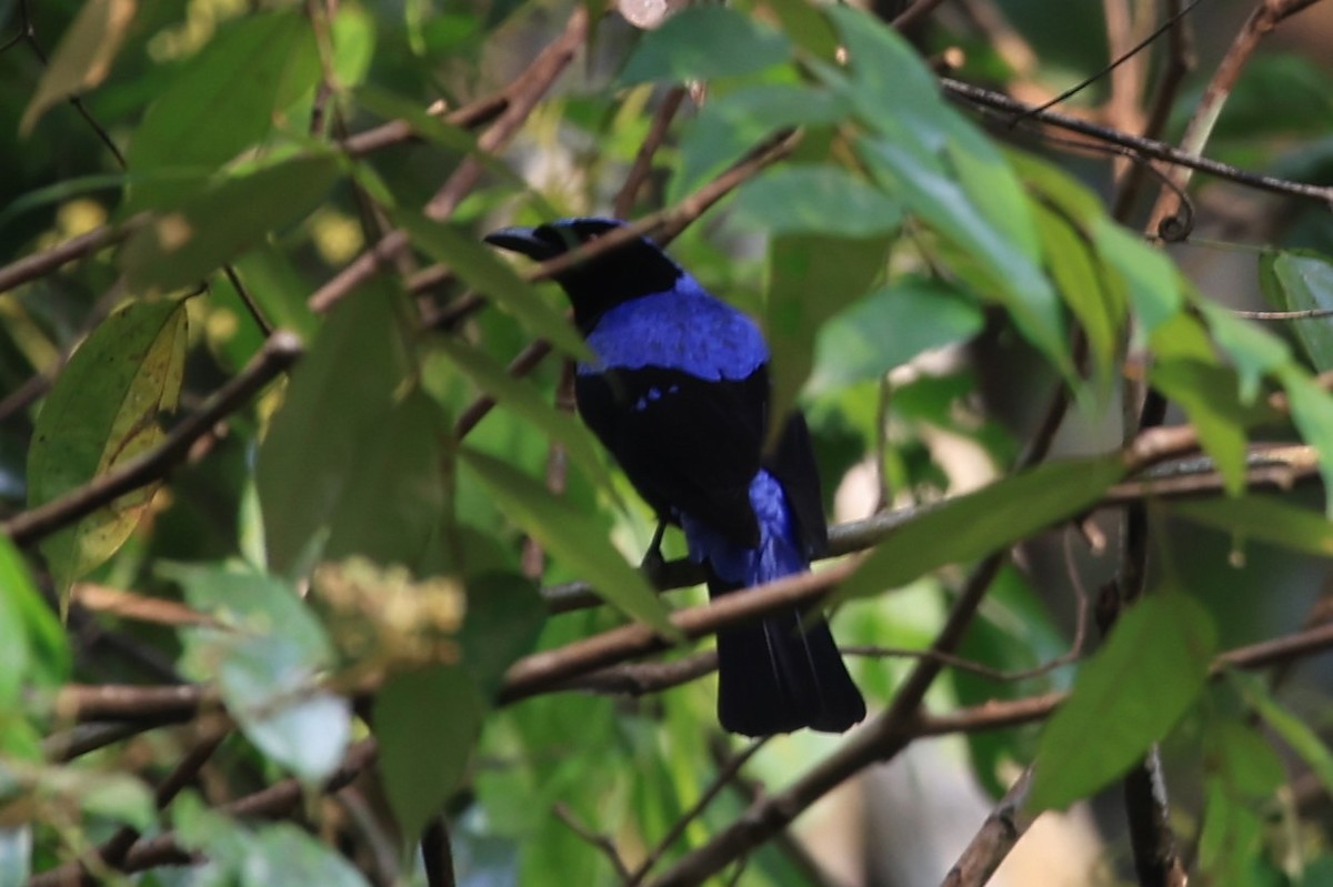 Asian Fairy-bluebird - Gannu 03