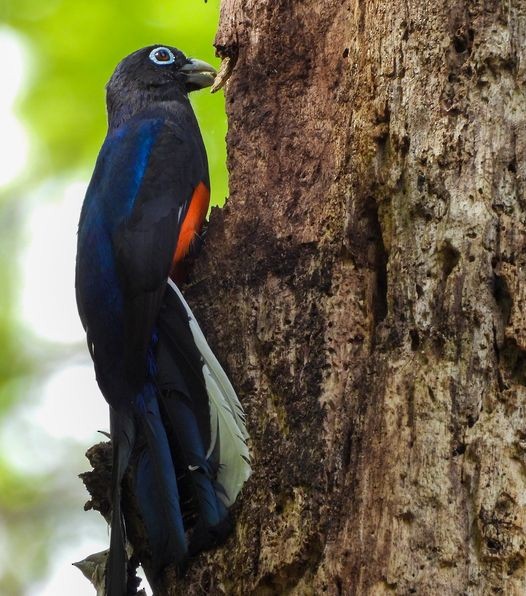 Trogon de Baird - ML618916257