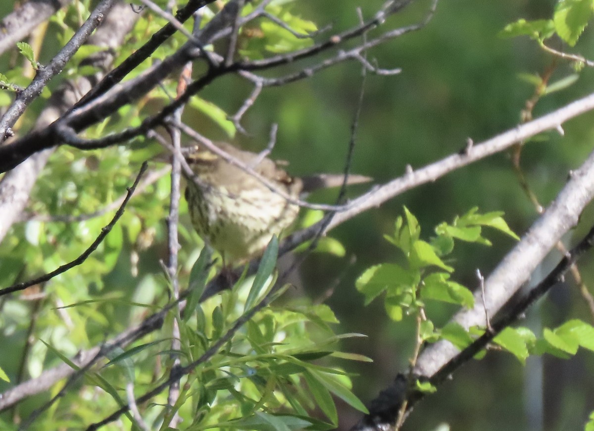 Northern Waterthrush - Charlotte (Charlie) Sartor