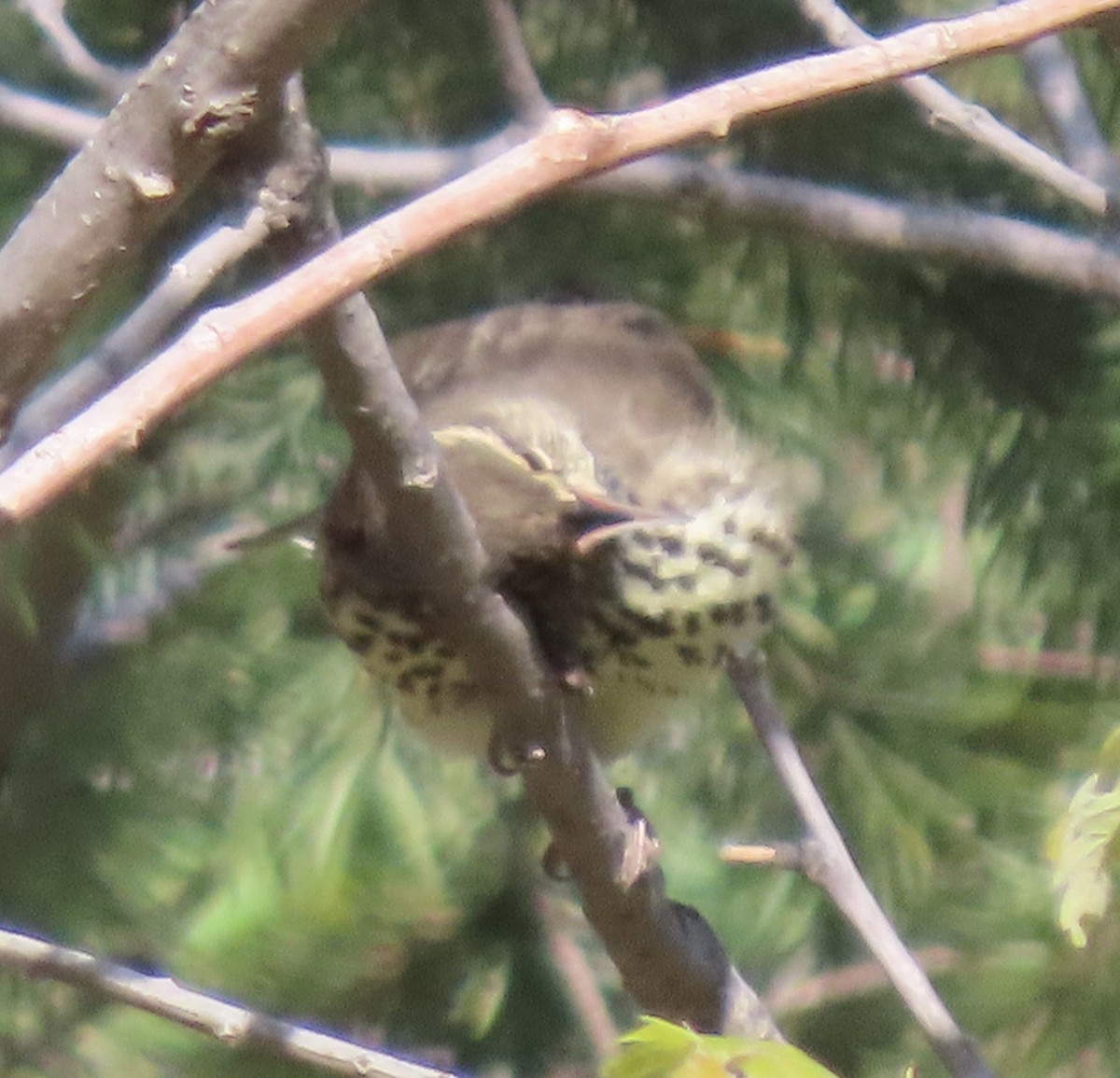 Northern Waterthrush - Charlotte (Charlie) Sartor