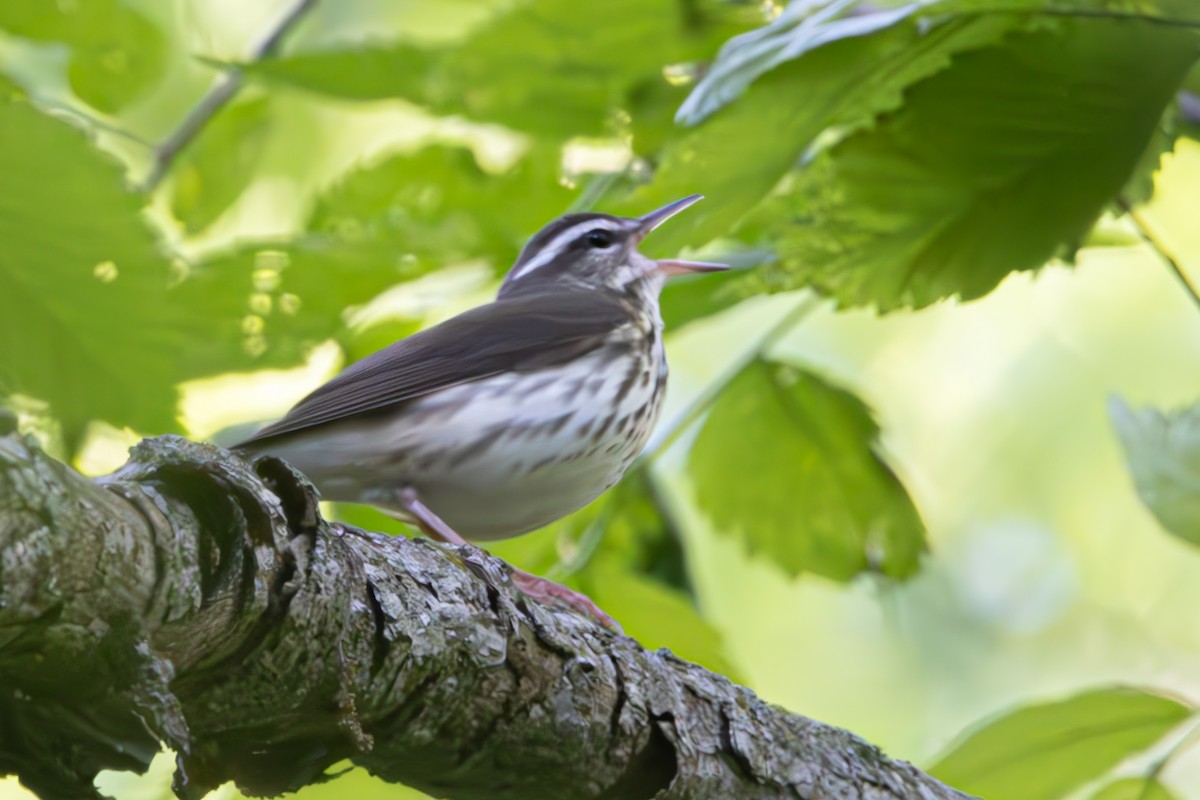 Louisiana Waterthrush - Dylan Osterhaus