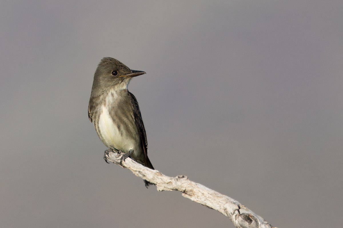 Olive-sided Flycatcher - Muriel Neddermeyer