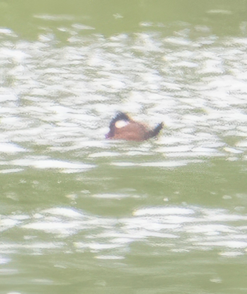 Ruddy Duck - ML618916281