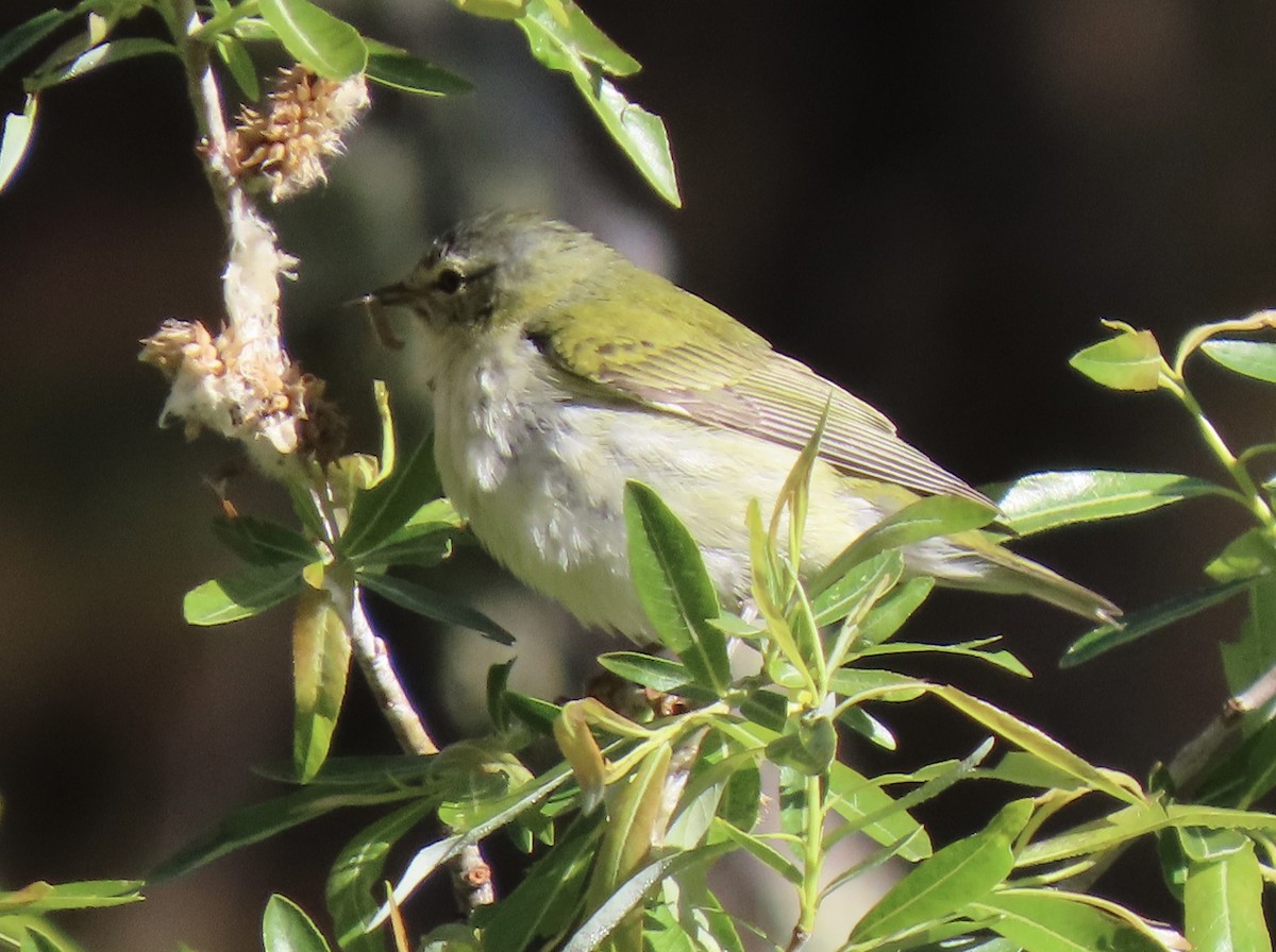 Tennessee Warbler - Charlotte (Charlie) Sartor