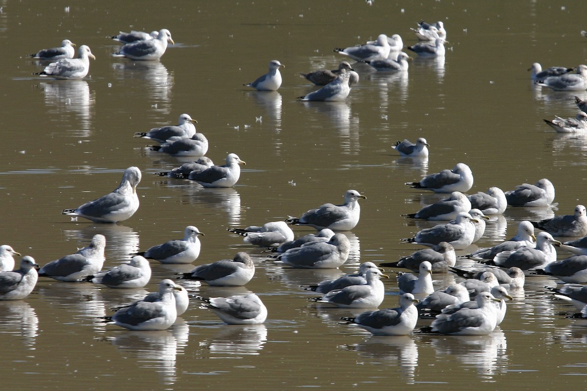 Ring-billed Gull - William Clark