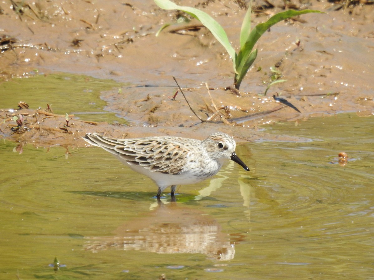 Semipalmated Sandpiper - James Bolte