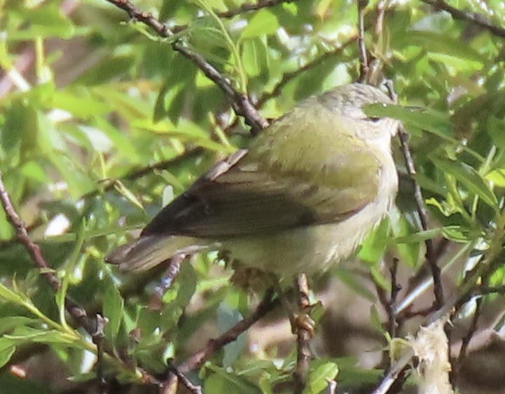 Tennessee Warbler - Charlotte (Charlie) Sartor