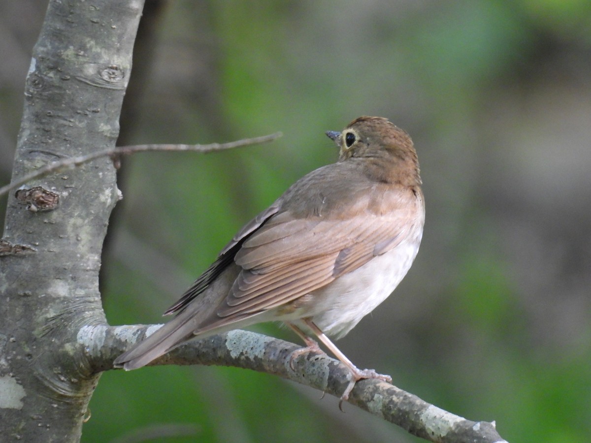 Swainson's Thrush - Cynthia Nickerson