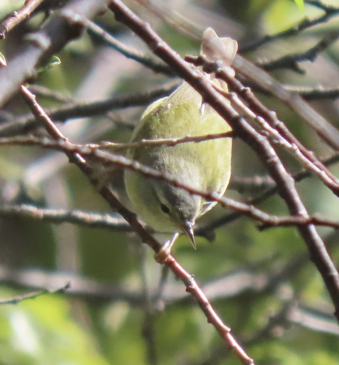 Tennessee Warbler - Charlotte (Charlie) Sartor