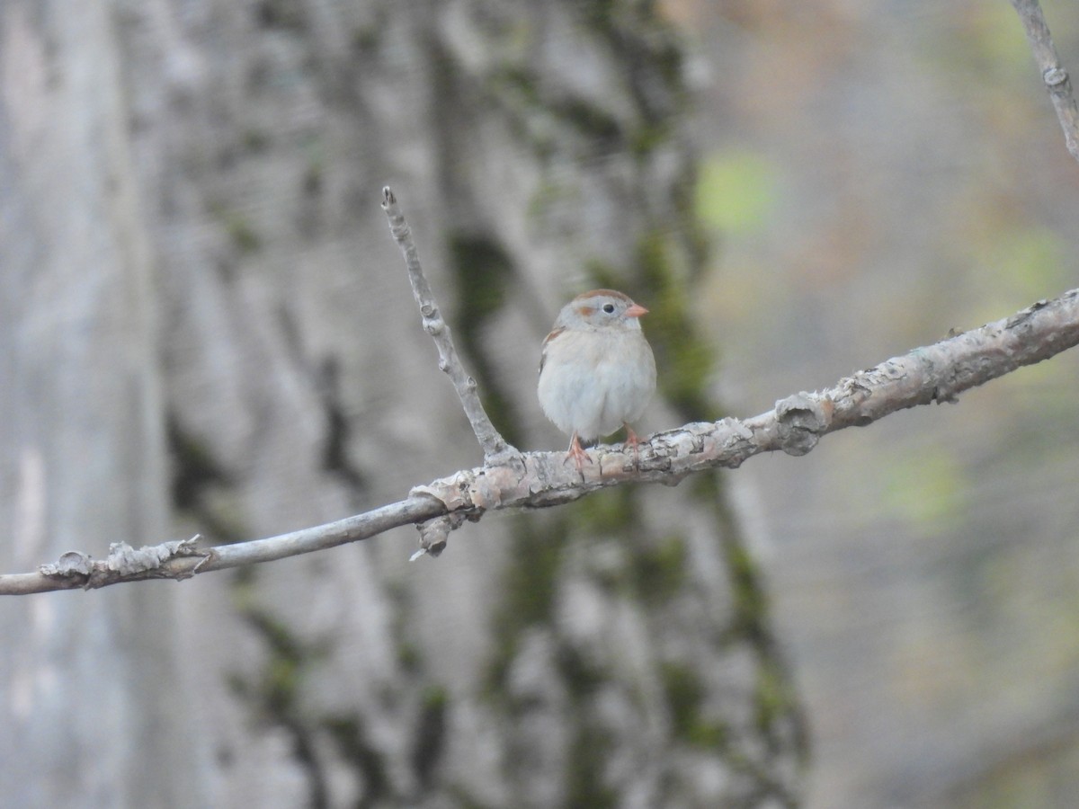 Field Sparrow - Jay Solanki