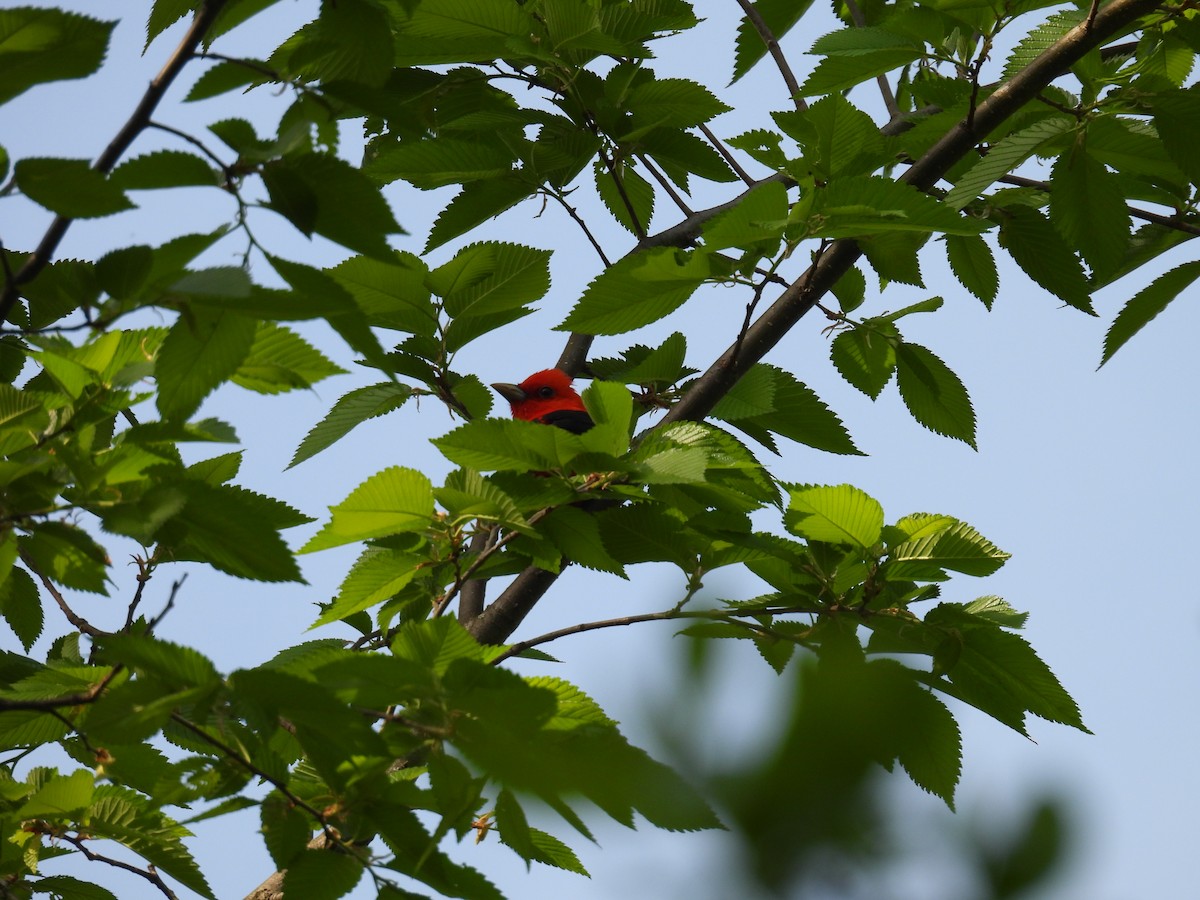 Scarlet Tanager - Cynthia Nickerson