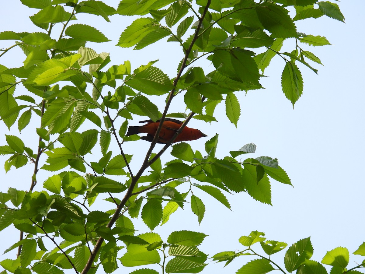 Scarlet Tanager - Cynthia Nickerson