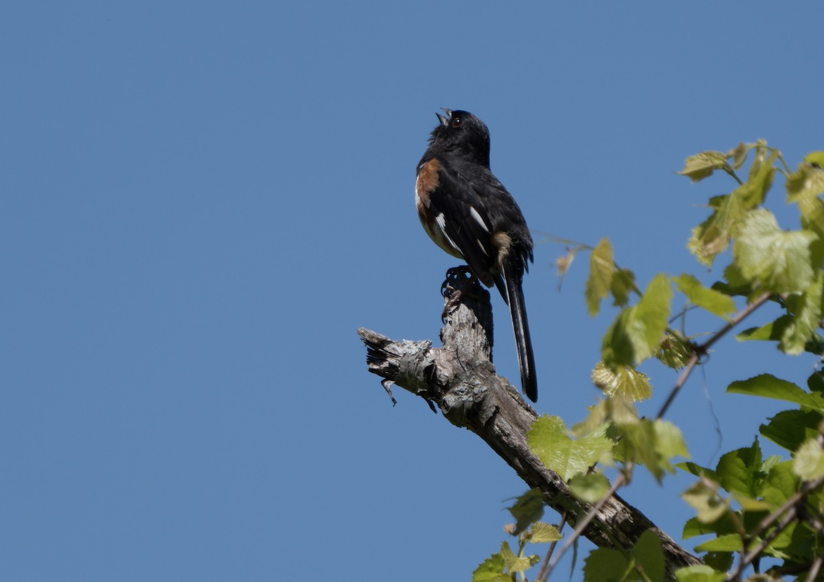 Eastern Towhee - Justin Labadie