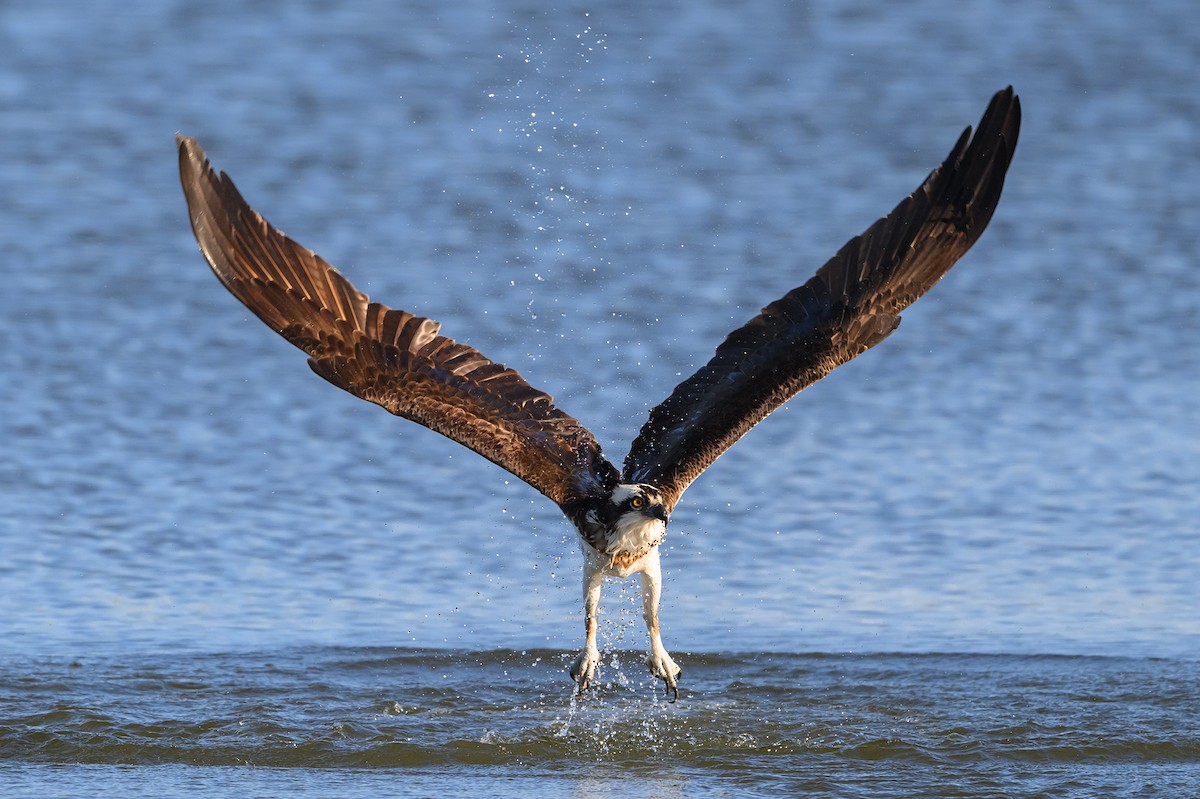 Osprey - Amy Hudechek