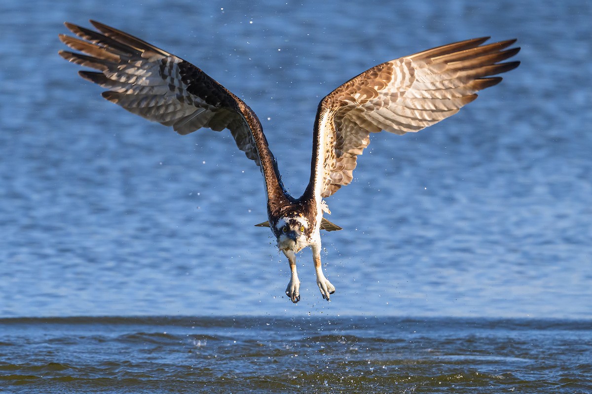 Osprey - Amy Hudechek