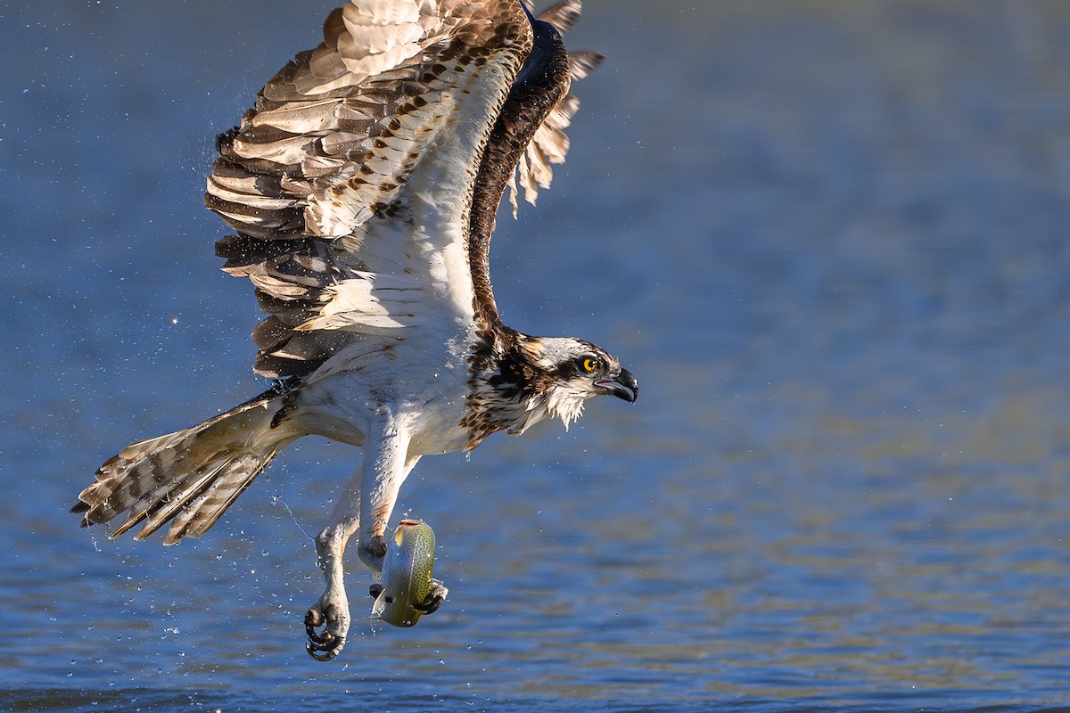 Osprey - Amy Hudechek