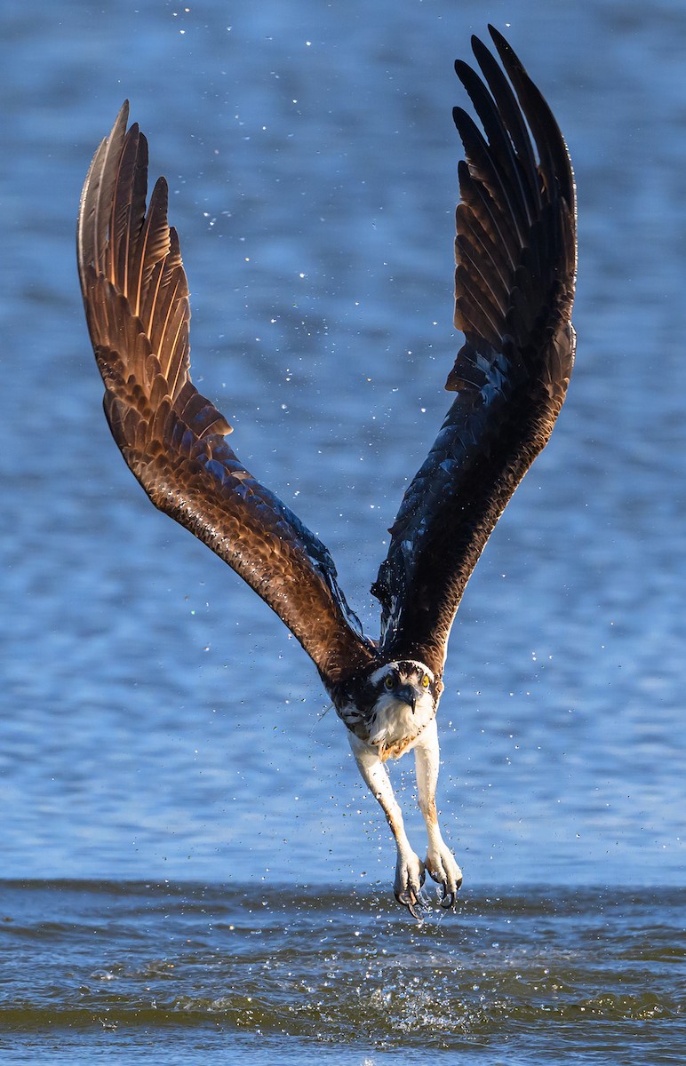 Falco pescatore - ML618916345