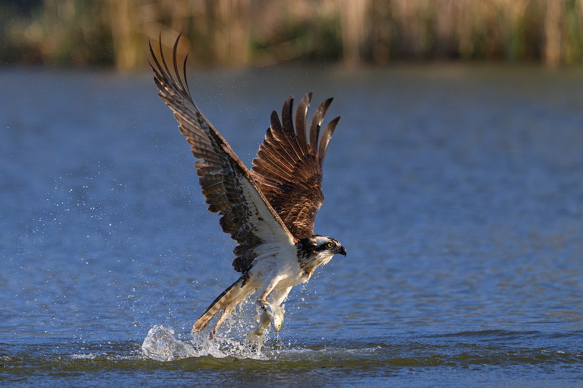 Osprey - Amy Hudechek