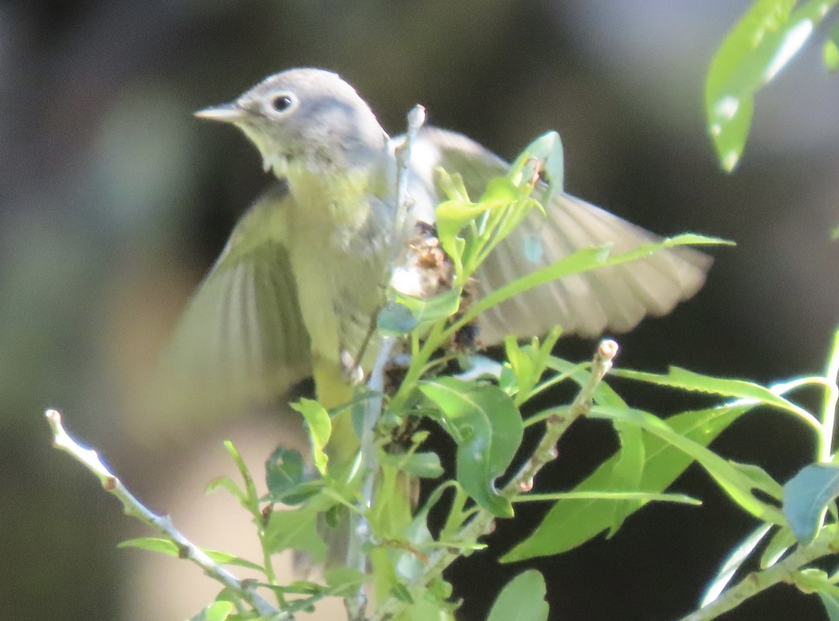 Virginia's Warbler - Charlotte (Charlie) Sartor